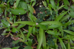 Eriocaulon eurypeplon